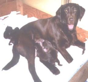 Fry Crk Sweet C Pistol Rose