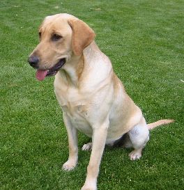 Pine Acre's Klassic Cracker