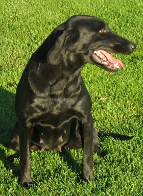 Grindstone Viva la Vegas