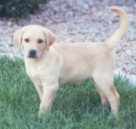 Xena (Kappy ex Zerbe) 7 wks